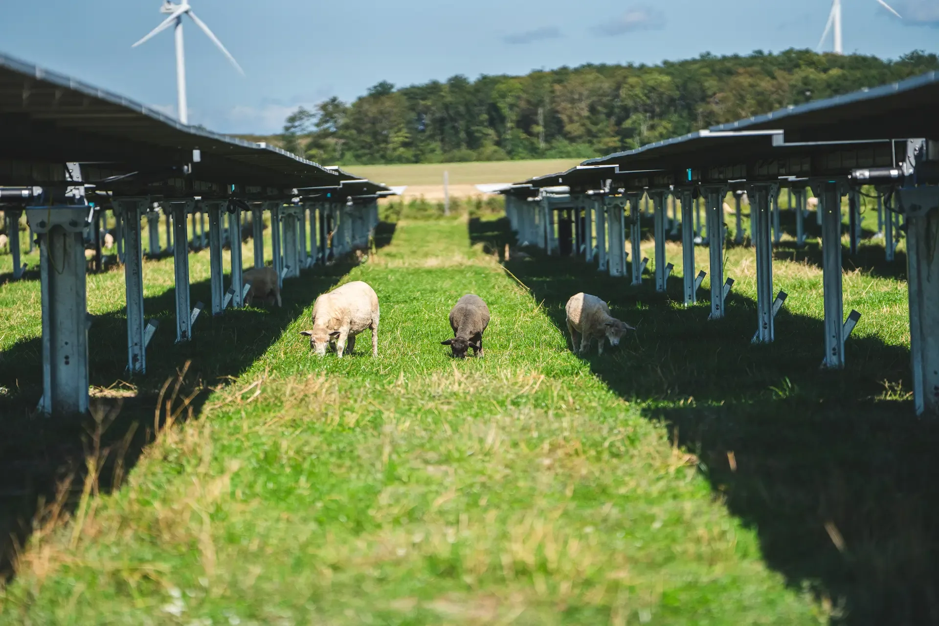 Får betar mellan panelraderna i Lidsø solpark vid Rødby på Lolland