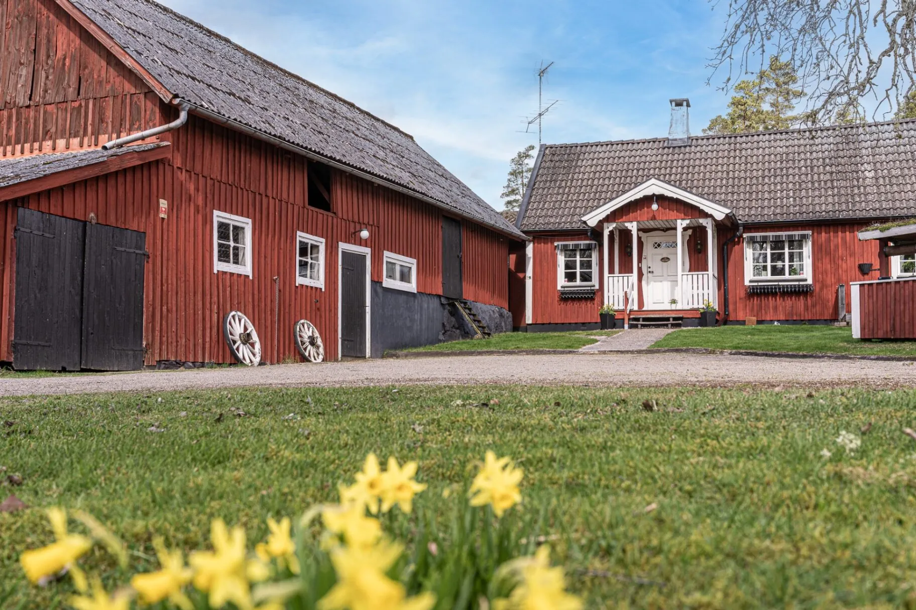 Skånsk gård med röda längor och påskliljor i förgrunden åt HusmanHagberg